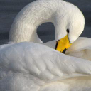 Seven Lochs Wetland Park logo