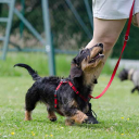 Greatest K9 - Dog & Puppy Training