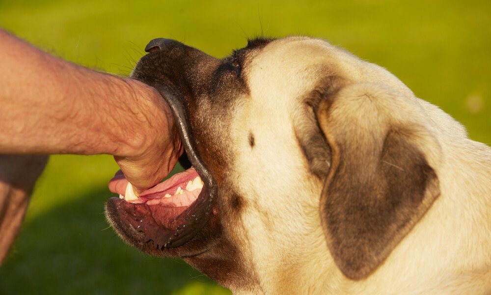 Stop Dog Attacks - Easy Dog Training Methods