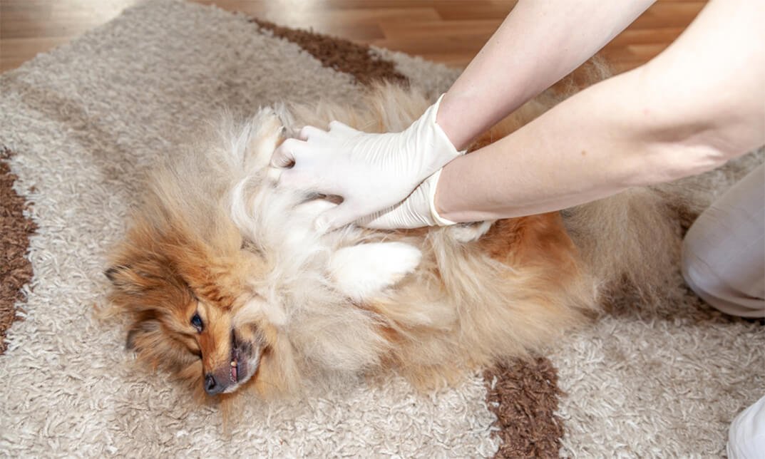 Canine Behaviour and First Aid