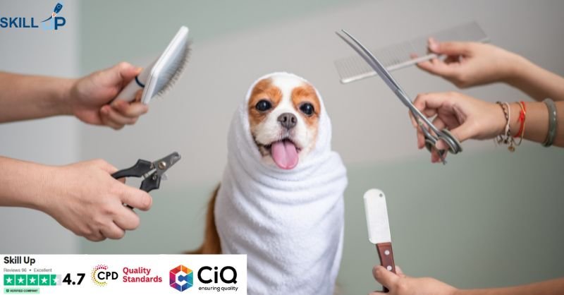 Dog Grooming Training - CPD Accredited
