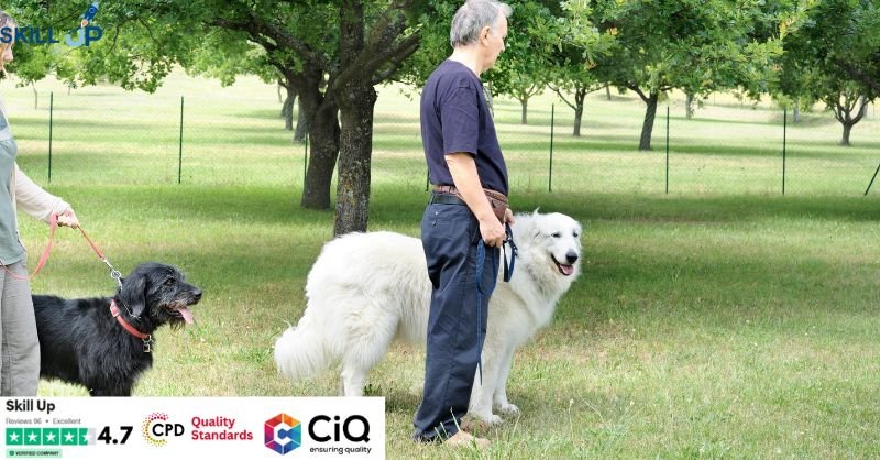 Dog Training & Dog Walking - CPD Accredited
