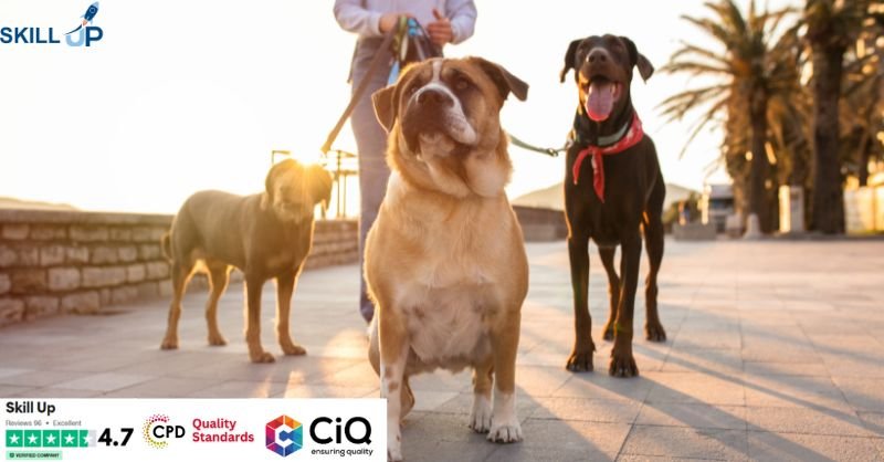 Dog Behaviour & Dog Walking - CPD Certified Diploma
