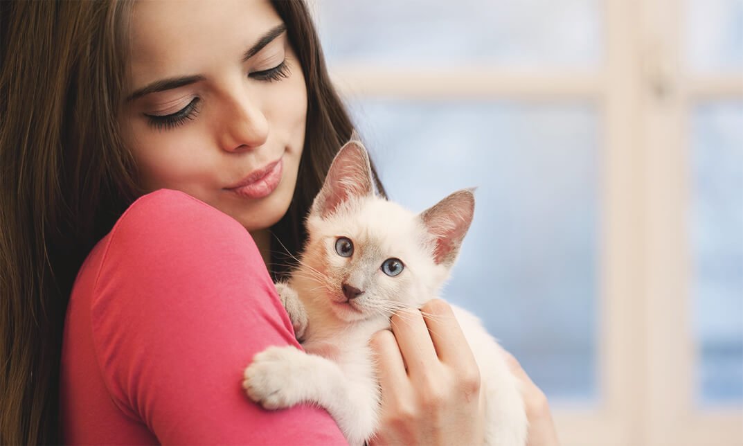 Pet Cat Care and Grooming Diploma
