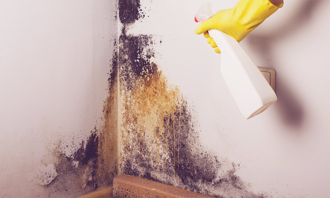 DIY: Free Your House from Mold