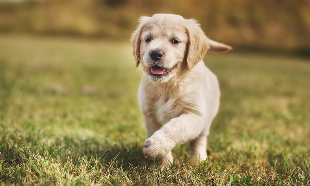 Puppy: Dog Training Basics