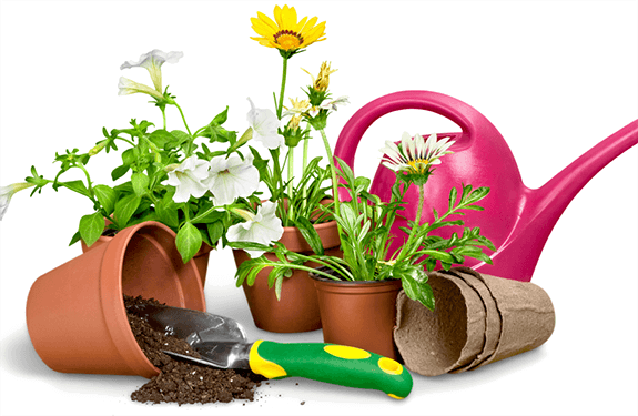 Kitchen Gardening