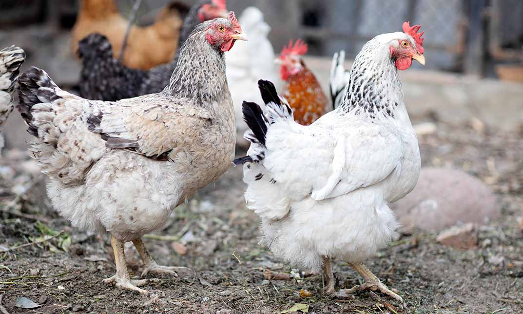 Poultry Farming for Beginners: Part 2