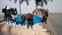 Fun Fur Dogs Doggy Daycare (Scammonden)