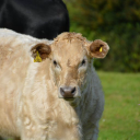 Lowertown Farm Retirement Livery logo