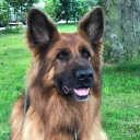 Ray Ward Dog Behaviourist - Dog Training In Woodbridge