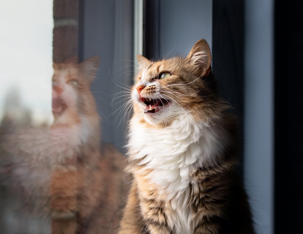 Feline Behaviour and Psychology Course: Understanding Cats