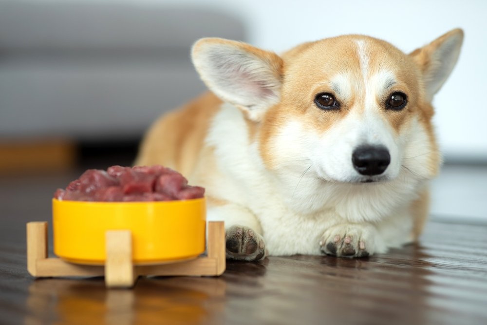 Raw Dog Food Diet for Beginners: CPD Certified Course
