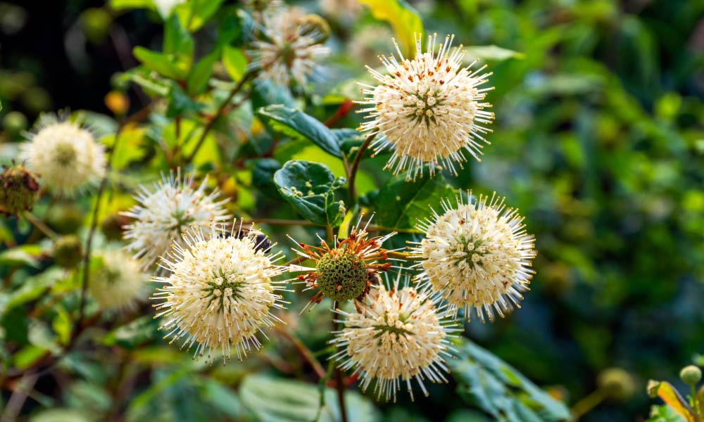 Ethnobotany Course