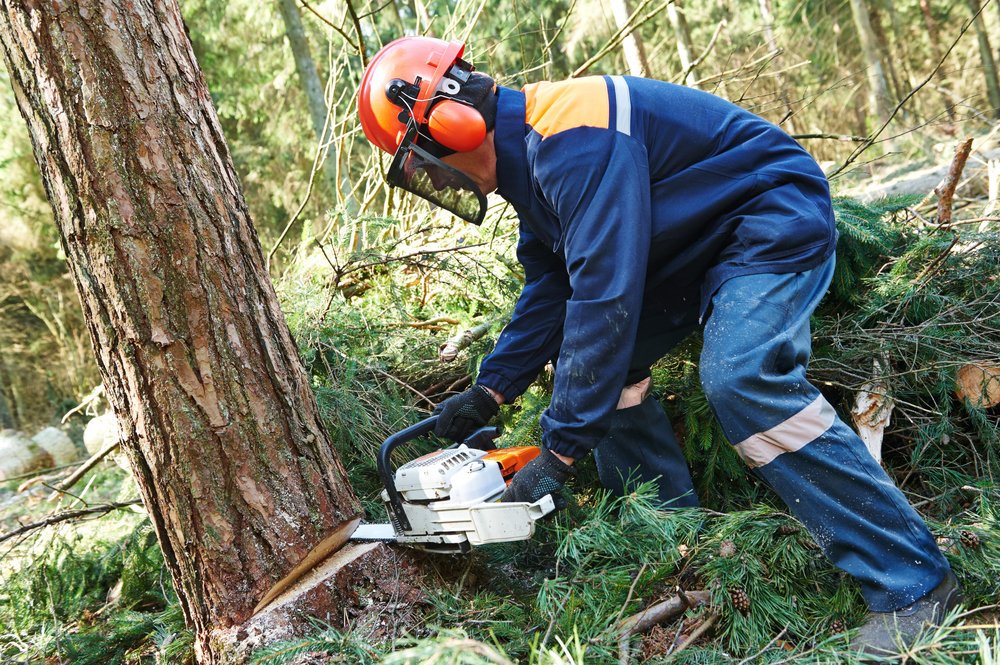 Logger Training: Techniques in Timber Harvesting