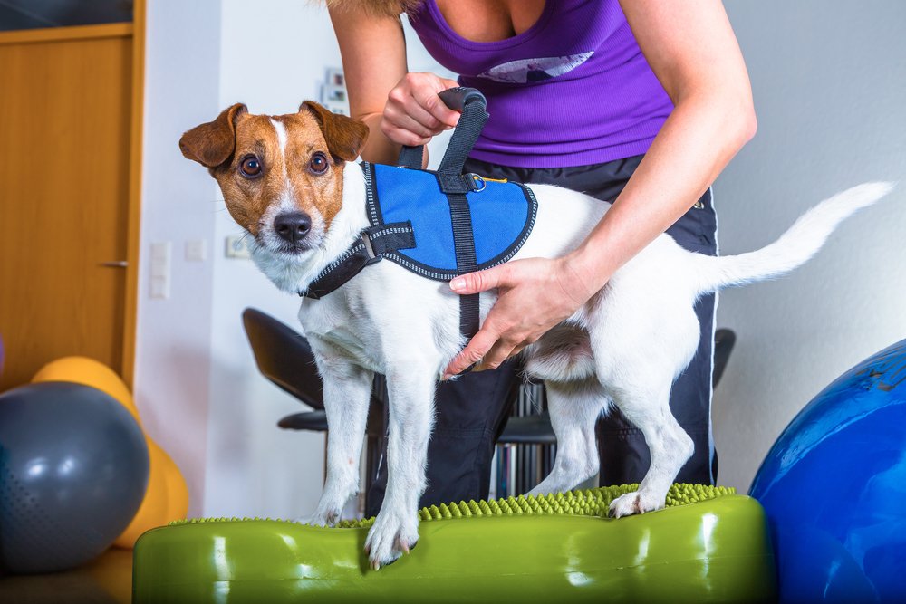 Veterinary Physiotherapy: Pet Care