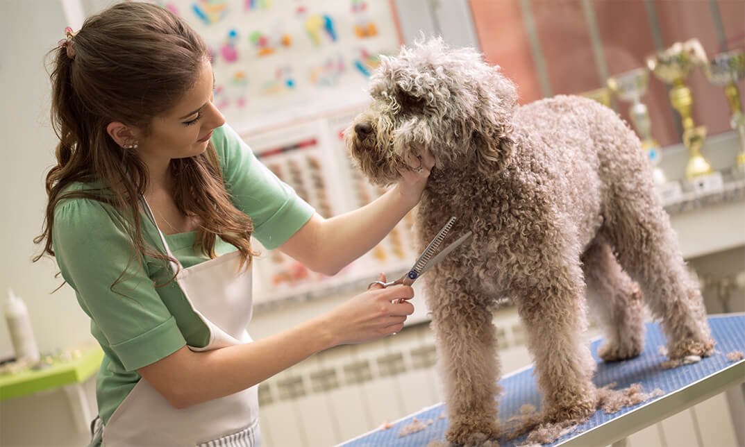 Diploma in Pet Dog Care