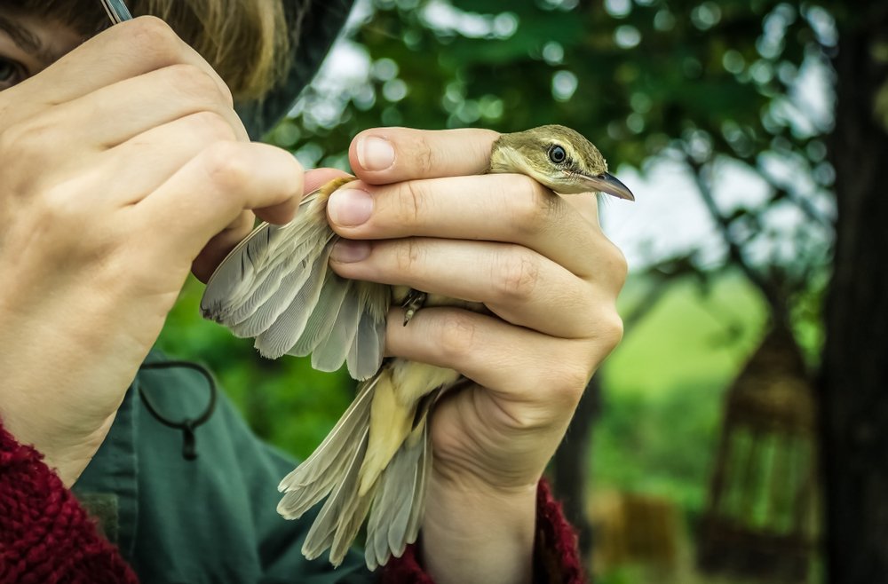 Ornithology Online Course: Advanced Study of Birds