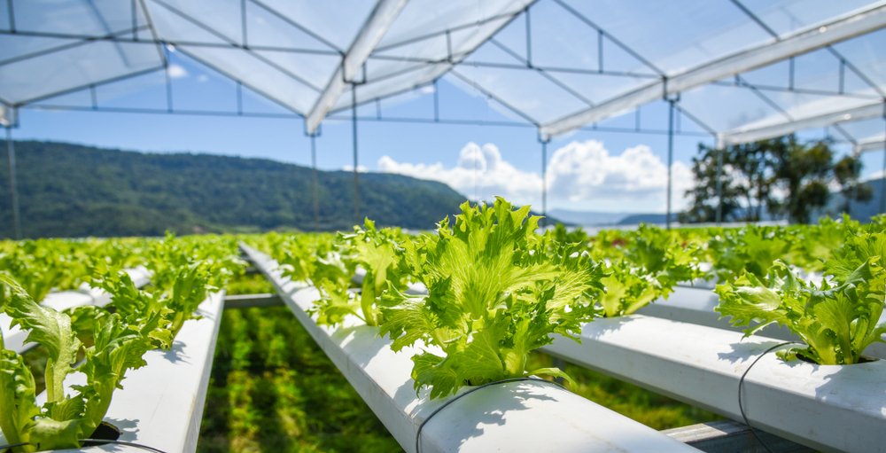 Hydroponic Farming Mastery: Create Your Home Hydroponic Garden
