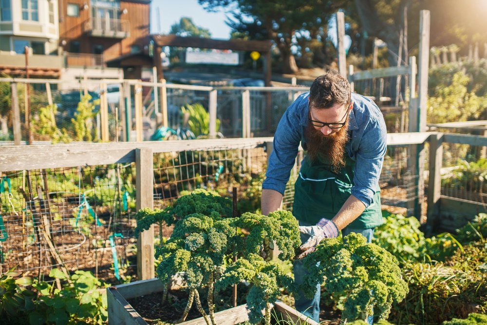 Urban Gardening and Sustainable Cities: A Practical Guide