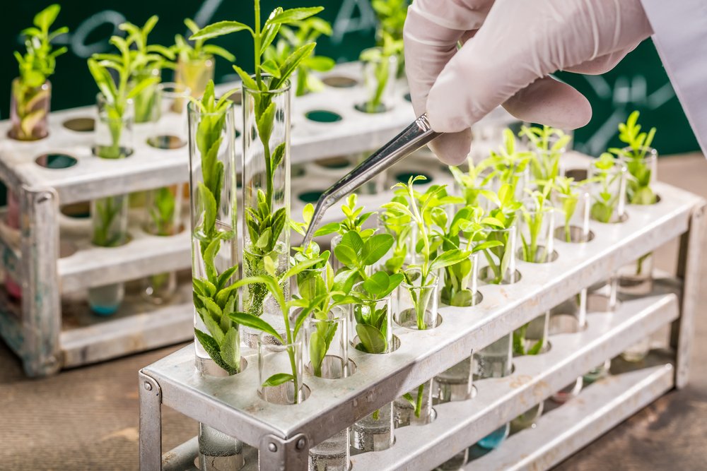 Plant Breeding: Techniques and Genetic Innovation