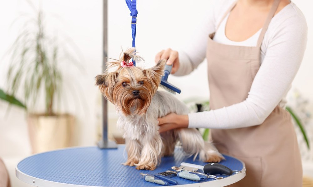 Dog Grooming Business Course