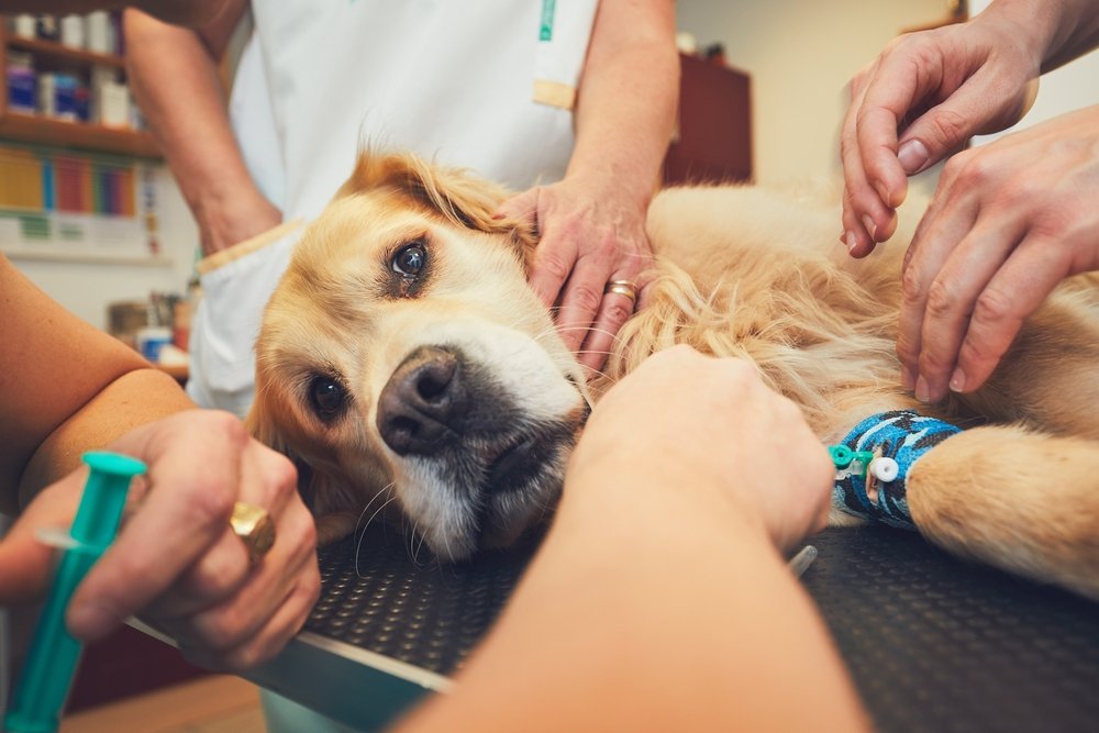 Canine Emergency Care: First Aid & Treatment