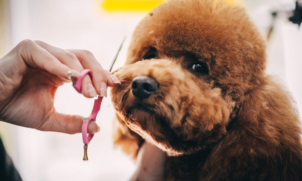 Dog Grooming & Care Training