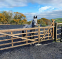 Manor Stables & Cr Sport Horses