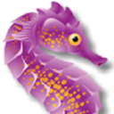 Seahorse School Of Swimming