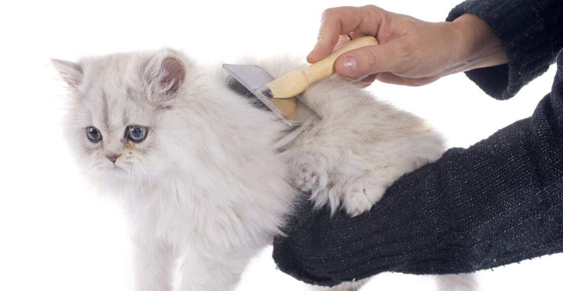 Introduction to Cat Grooming and Health