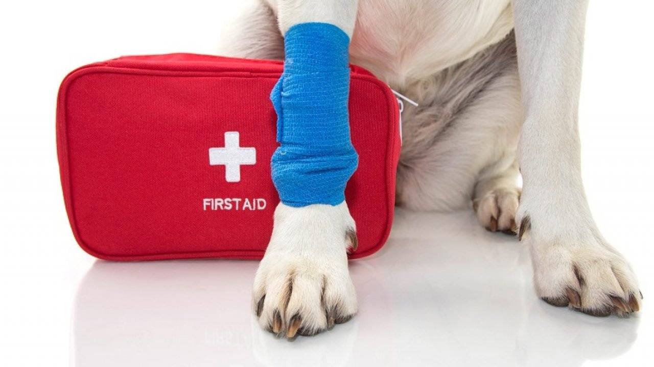 Pet First Aid Certification