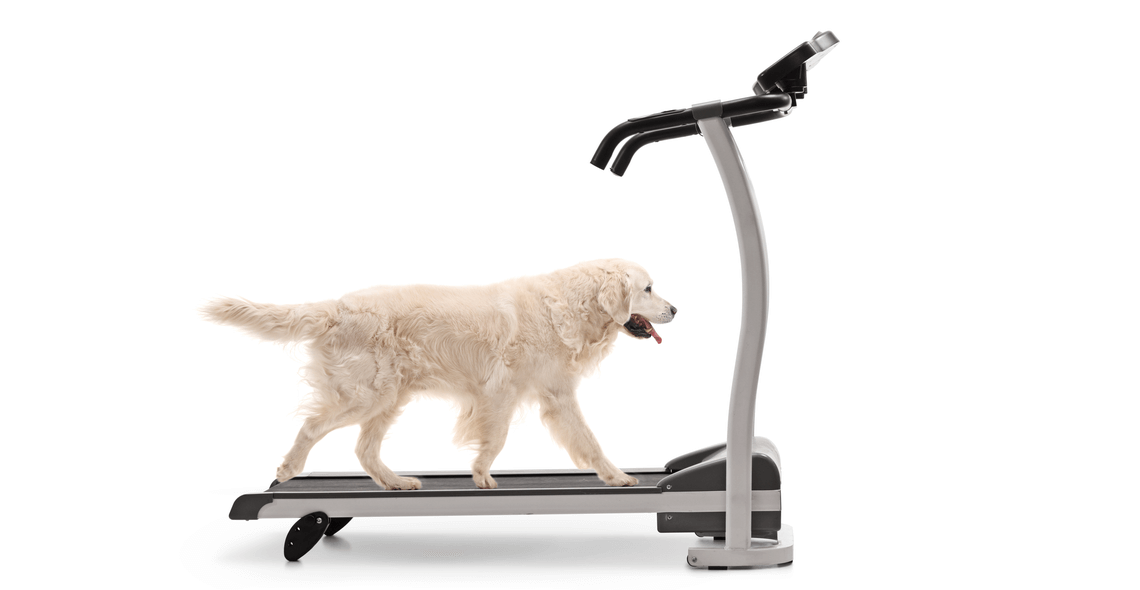 Dog Training: Train Your Dog to Walk on a Treadmill Certification