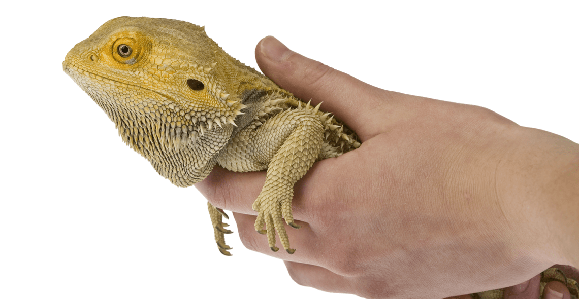 Introduction to Reptile Care