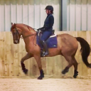 Hurston Dressage And Eventing Livery