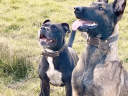 All-4 K9S - Dog Behaviour & Training logo