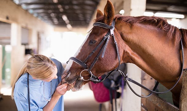 Horse Care and Stable Management