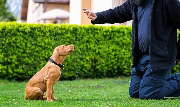 Dog Behaviour and Training