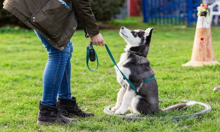 Dog Leash Training