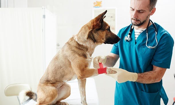 Canine First Aid and Emergency Care Diploma