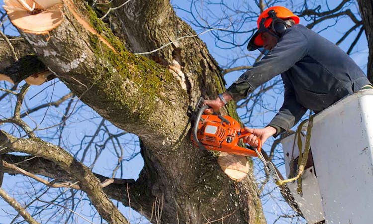 Arboriculture