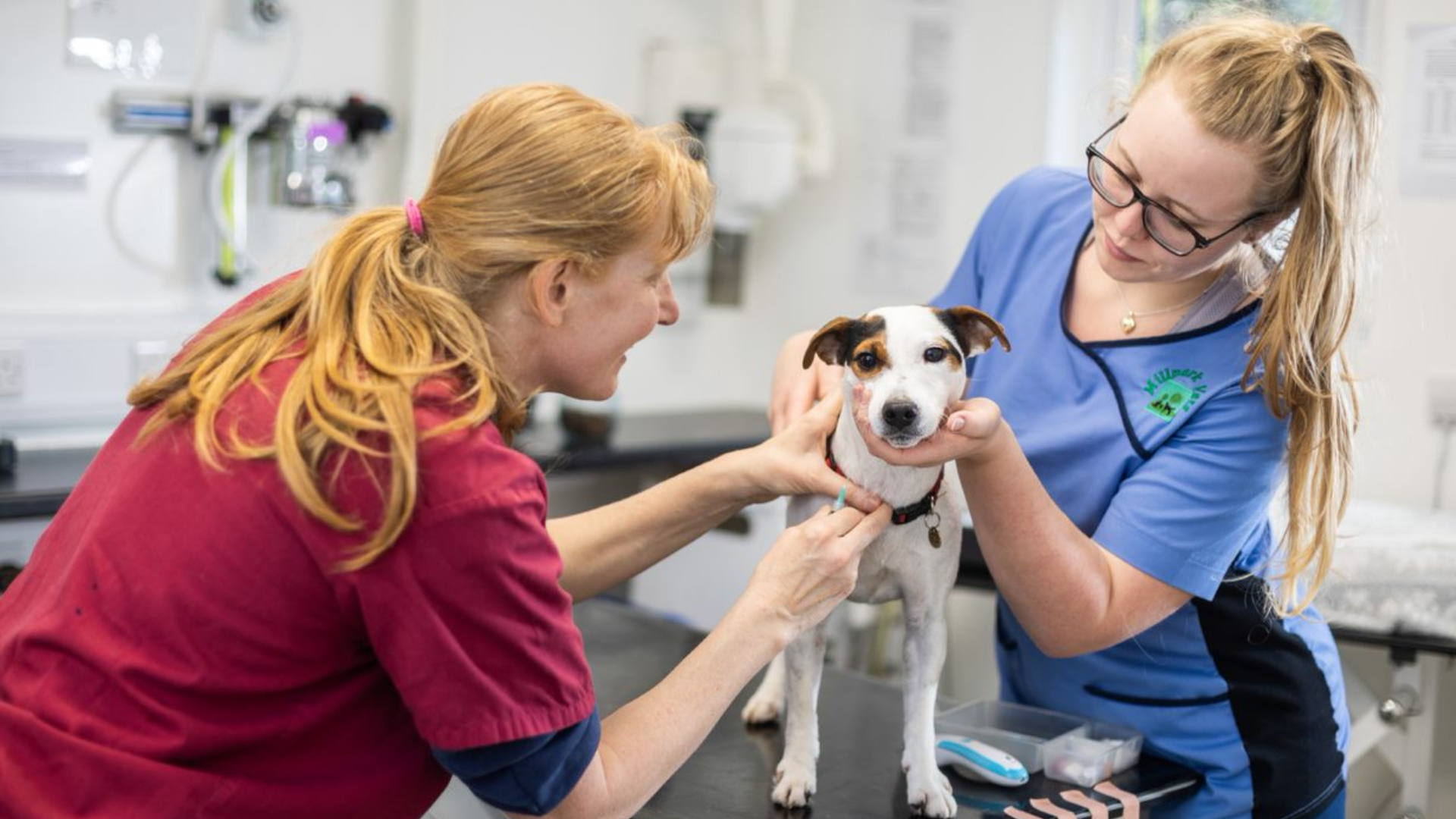 Veterinary Care Course - On Request