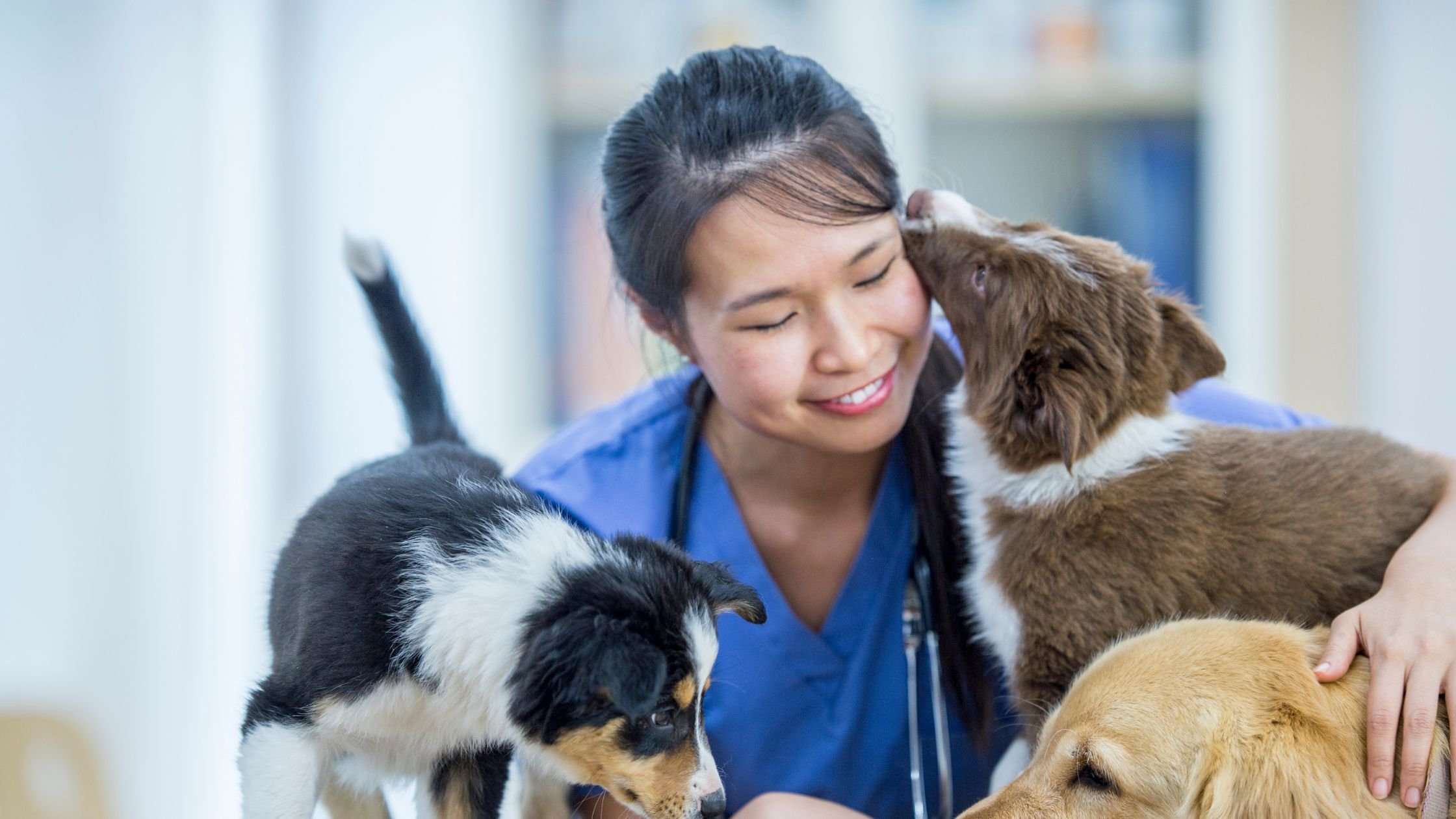 Veterinary Support Assistant - Blended Course