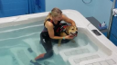 Dogfish Hydrotherapy Ltd logo