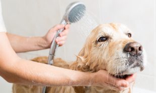 Dog Cleaning Training