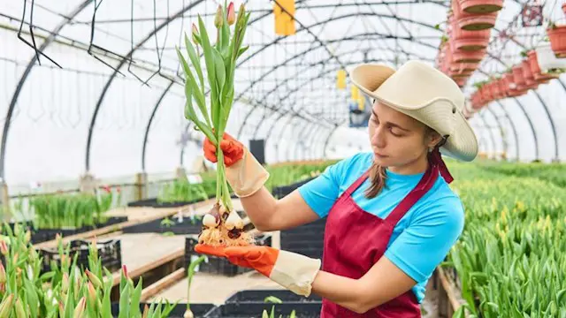 Horticultural Worker