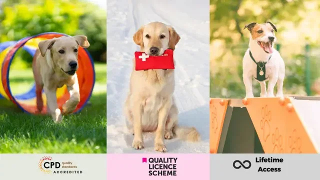 Dog Agility, Dog Walking & Dog First Aid - QLS Endorsed