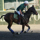 Ash Farm Polo Club logo