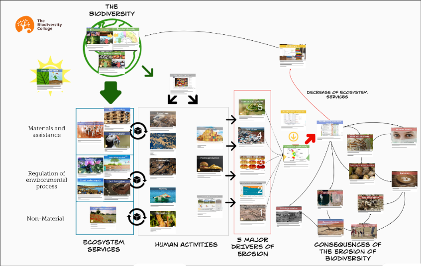 Biodiversity training - Biodiversity collage workshop