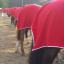 Central Dressage logo